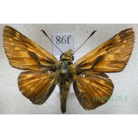 Ochlodes sylvanus (Esper, 1777) Karłątek kniejnik Czech86f